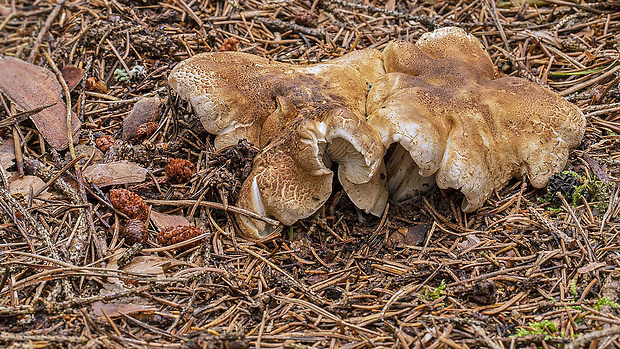 čírovka Tricholoma apium Jul. Schäff.