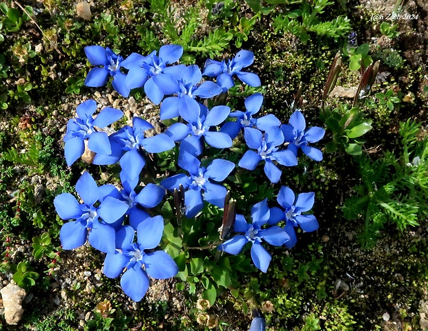 horec Gentiana bavarica L.