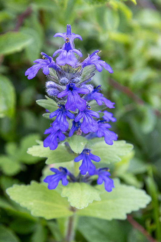 zbehovec plazivý Ajuga reptans L.