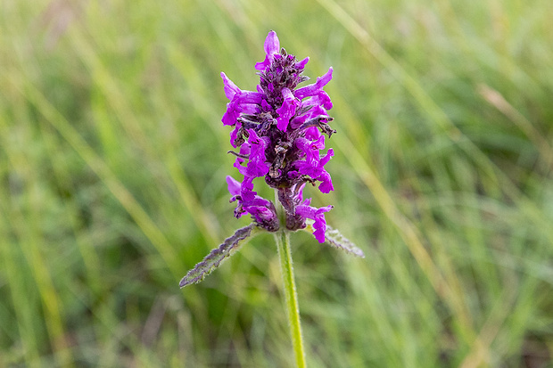 betonika lekárska Betonica officinalis L.