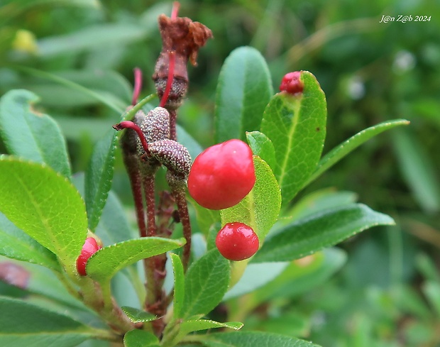 nahorúchovec  Exobasidium rhododendri (Fuckel) CE Cramer