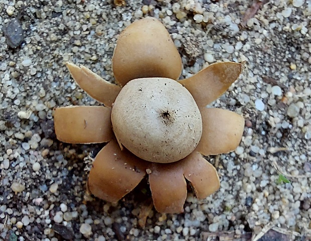 hviezdovka kvetovitá Geastrum floriforme Vittad.