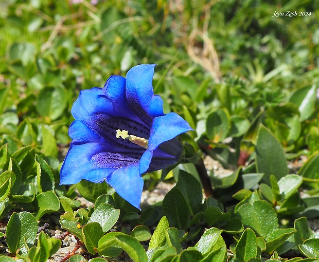 horec kochov Gentiana acaulis L.