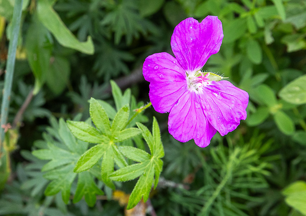 pakost krvavý Geranium sanguineum L.