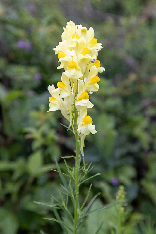 pyštek obyčajný Linaria vulgaris Mill.