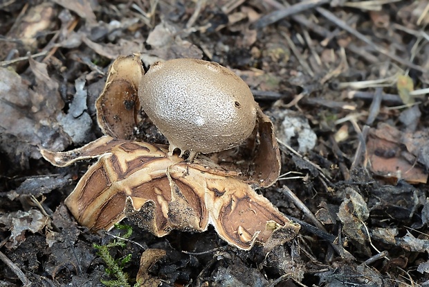 mnohokrčka dierkovaná Myriostoma coliforme (Dicks.) Corda