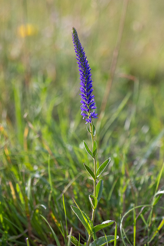 veronikovec klasnatý Pseudolysimachion spicatum (L.) Opiz