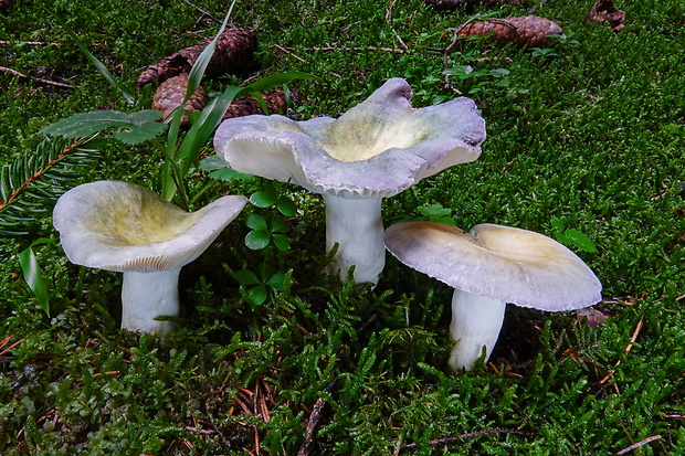 plávka fialovohlúbiková Russula violeipes Quél.