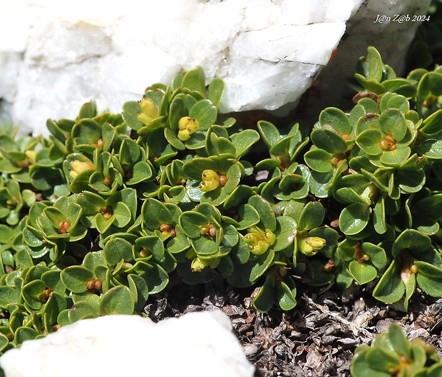 vŕba Salix serpyllifolia Scop.