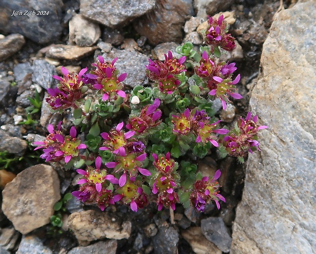 lomikameň Saxifraga biflora All.