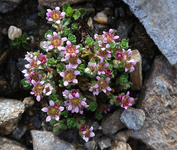 lomikameň Saxifraga biflora All.