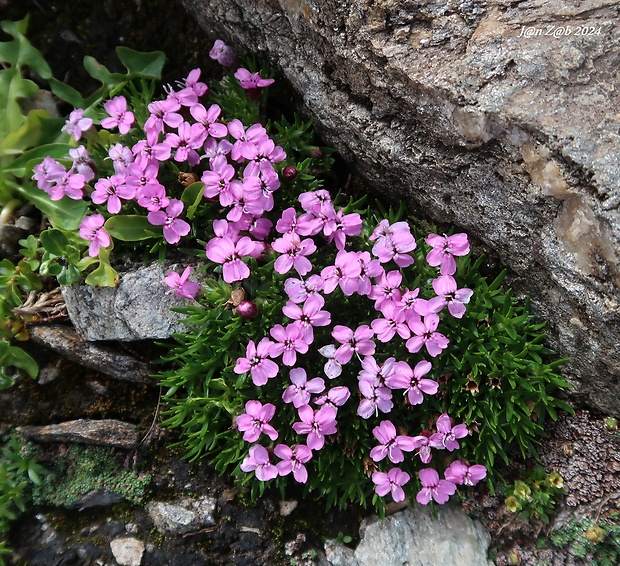 silenka bezbyľová Silene acaulis (L.) Jacq.