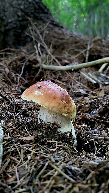 hríb smrekový Boletus edulis Bull.