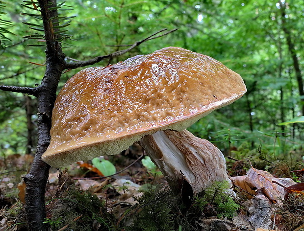 hríb smrekový Boletus edulis Bull.