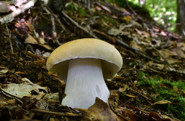 hríb smrekový Boletus edulis Bull.