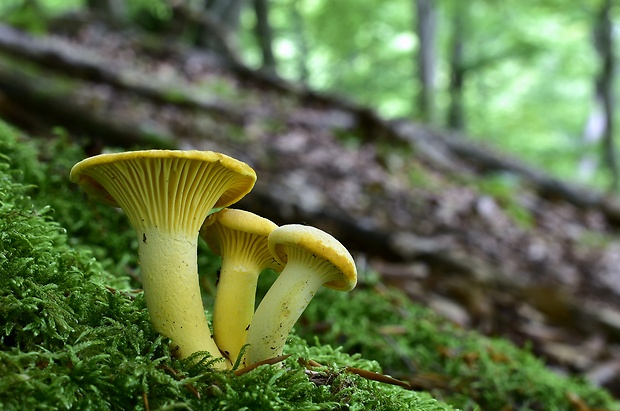 kuriatko jedlé Cantharellus cibarius Fr.