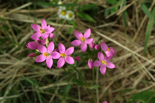 zemežlč menšia Centaurium erythraea Rafn