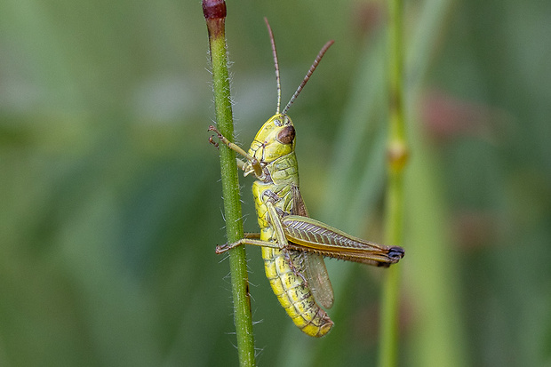 Koník lúčny ♂ Chorthippus montanus  (Charpentier, 1825)