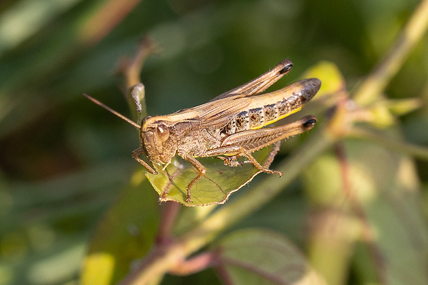 Koník dlhotykadlový Chorthippus parallelus (Zetterstedt, 1821)