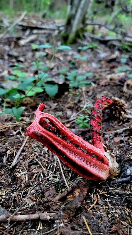 mrežovka kvetovitá Clathrus archeri (Berk.) Dring