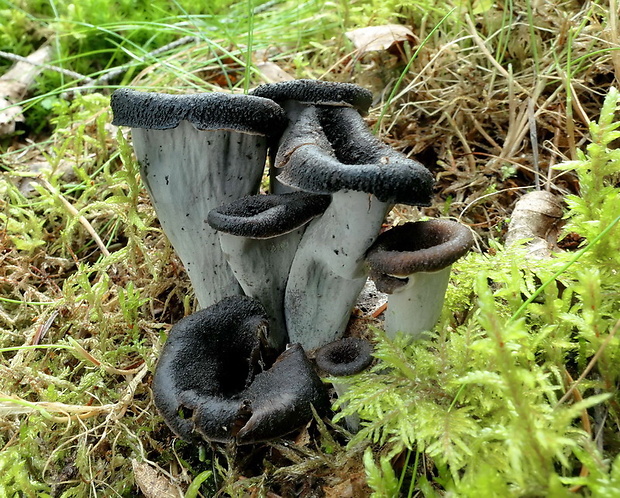 lievik trúbkovitý Craterellus cornucopioides (L.) Pers.