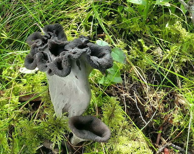 lievik trúbkovitý Craterellus cornucopioides (L.) Pers.