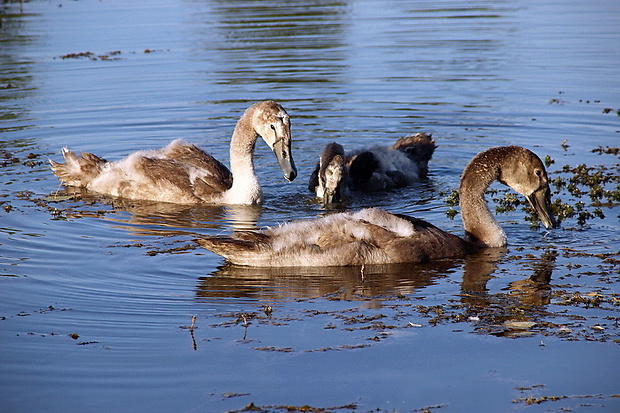 labuť hrbozobá Cygnus olor