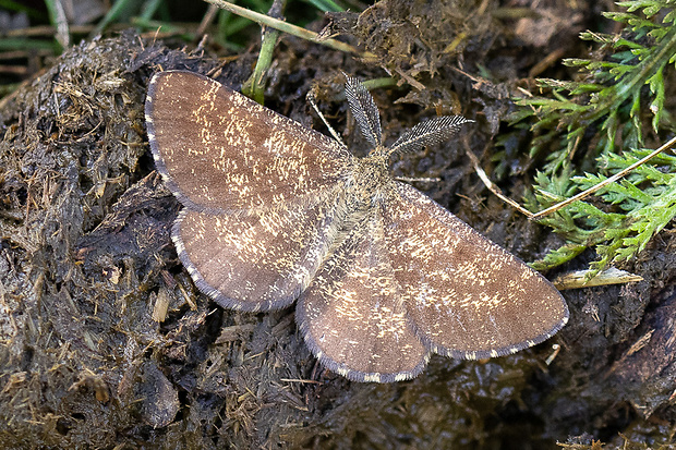 piadivka vresová, samec Ematurga atomaria (Linnaeus, 1758)