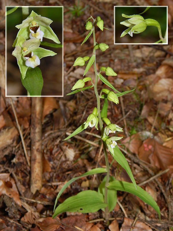 kruštík greuterov Epipactis greuteri H. Baumann et Künkele