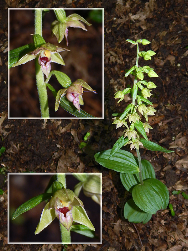 kruštík úzkopyskový pravý Epipactis leptochila subsp. leptochila