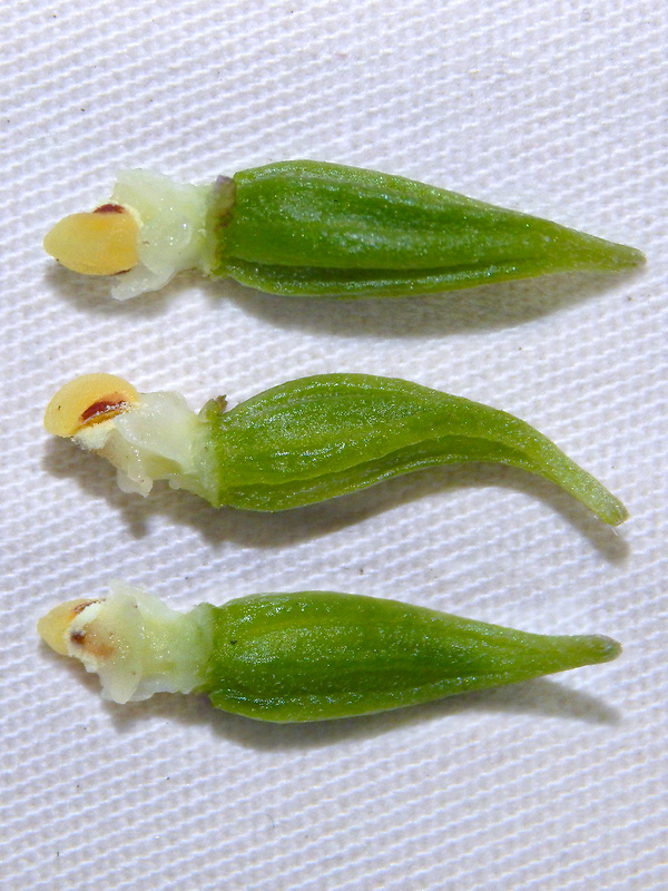 kruštík úzkopyskový pravý Epipactis leptochila subsp. leptochila