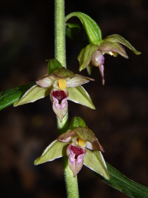 kruštík úzkopyskový pravý Epipactis leptochila subsp. leptochila