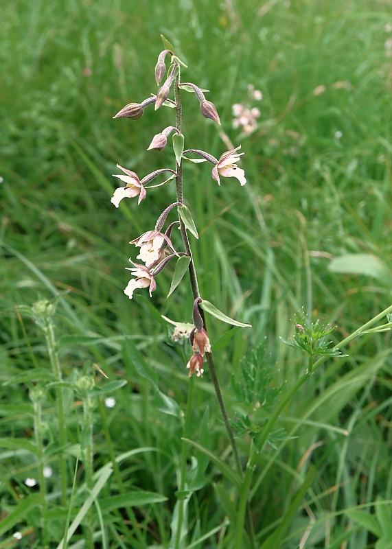 kruštík močiarny Epipactis palustris (L.) Crantz