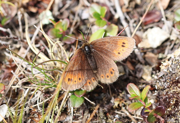 očkáň horský  Erebia epiphron