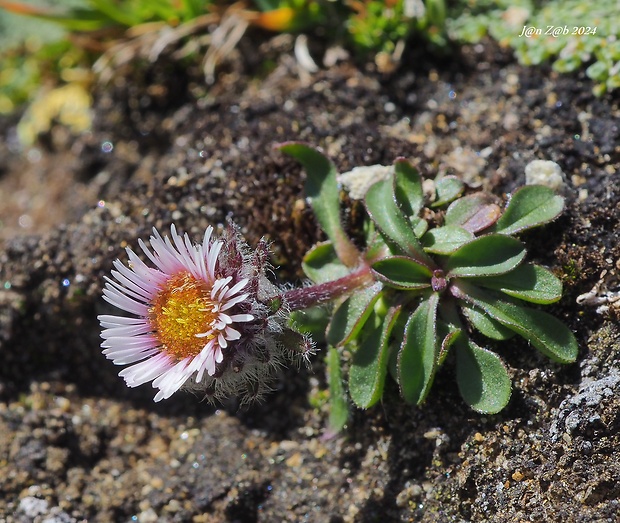 turica alpínska Erigeron alpinus L.