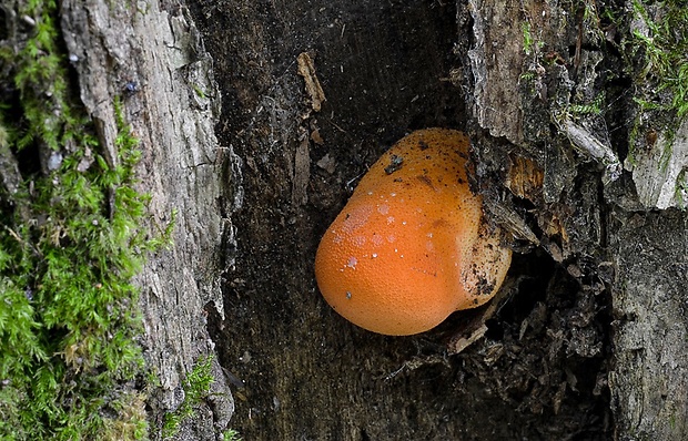 pečeňovec dubový Fistulina hepatica (Schaeff.) With.