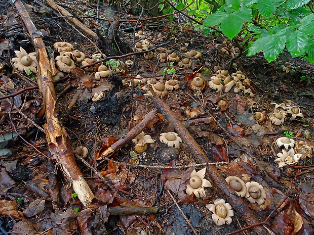 hviezdovka strapkatá Geastrum fimbriatum Fr.