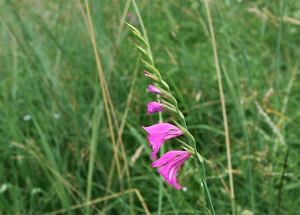 mečík škridlicovitý Gladiolus imbricatus L.