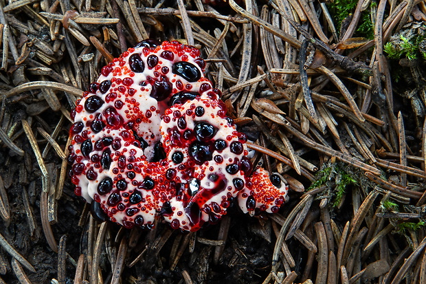 jelenkovka pálčivá Hydnellum peckii Banker