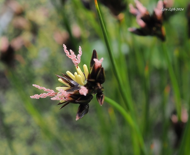 sitina jacquinova Juncus jacquinii L.