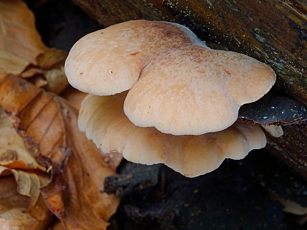 húževnatček bobrí Lentinellus castoreus (Fr.) Kühner & Maire