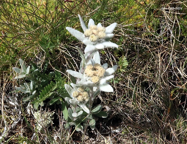 plesnivec alpínsky Leontopodium alpinum Cass.