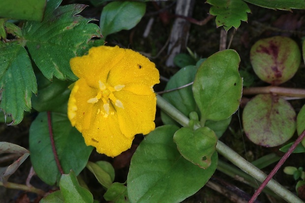 čerkáč peniažtekový Lysimachia nummularia L.