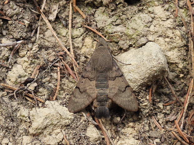 lišaj marinkový Macroglossum stellatarum