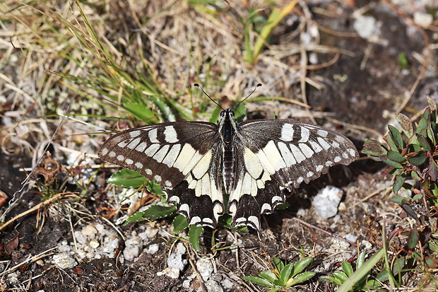 vidlochvost feniklový  Papilio machaon