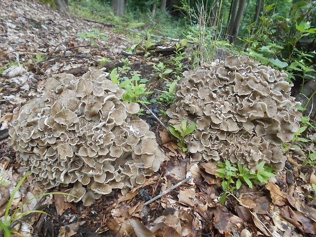 trúdnik klobúčkatý Polyporus umbellatus (Pers.) Fr.