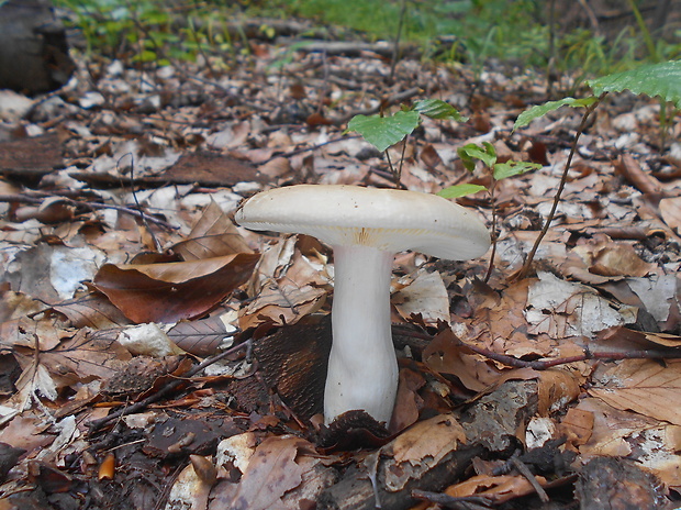 plávka Russula sp.