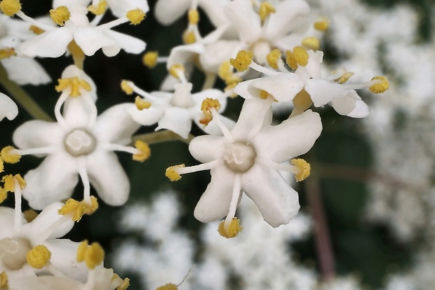 baza čierna Sambucus nigra L.