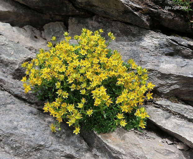 lomikameň vždyzelený Saxifraga aizoides L.