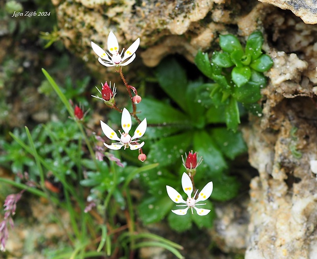 lomikameň Saxifraga stellaris L.